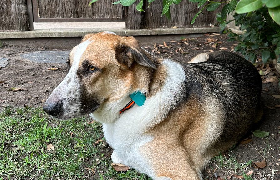 Pawers: la App que localiza y cuida de tu mascota 