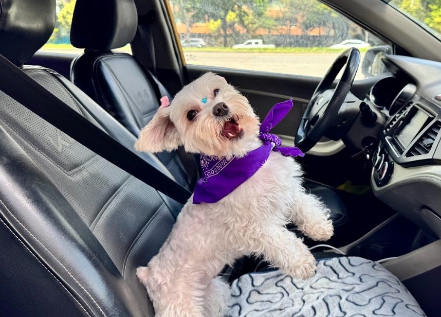 Cabify se suma al movimiento pet-friendly con una nueva categoría para usuarios que viajan con sus mascotas