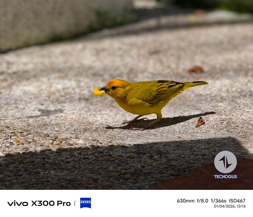 Fotografía tomada con el vivo X300 Pro