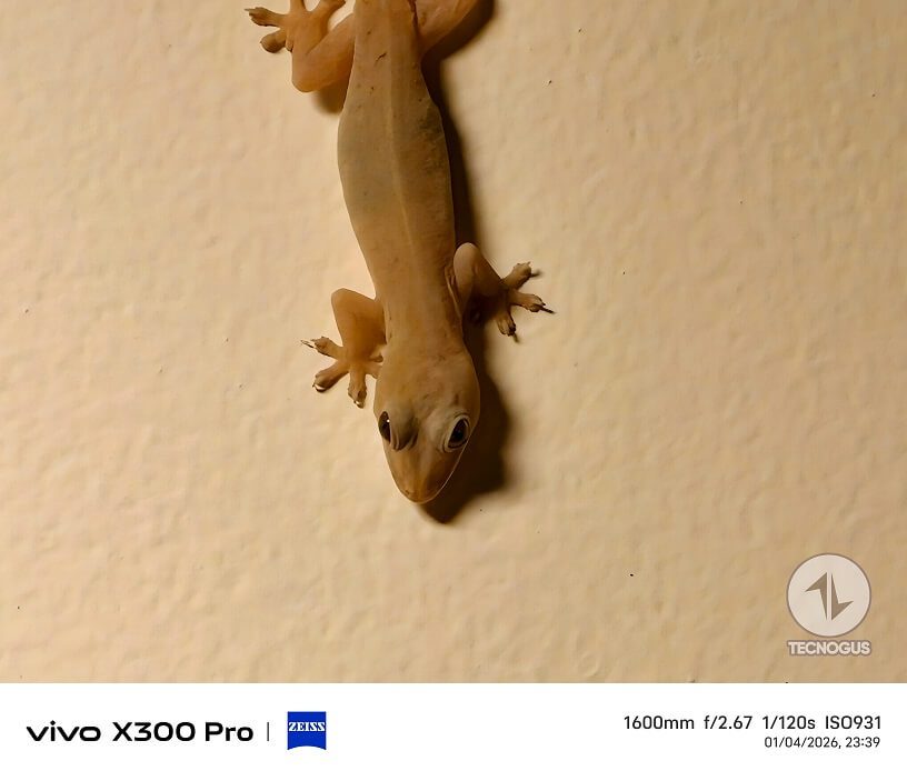 Fotografía tomada con el vivo X300 Pro