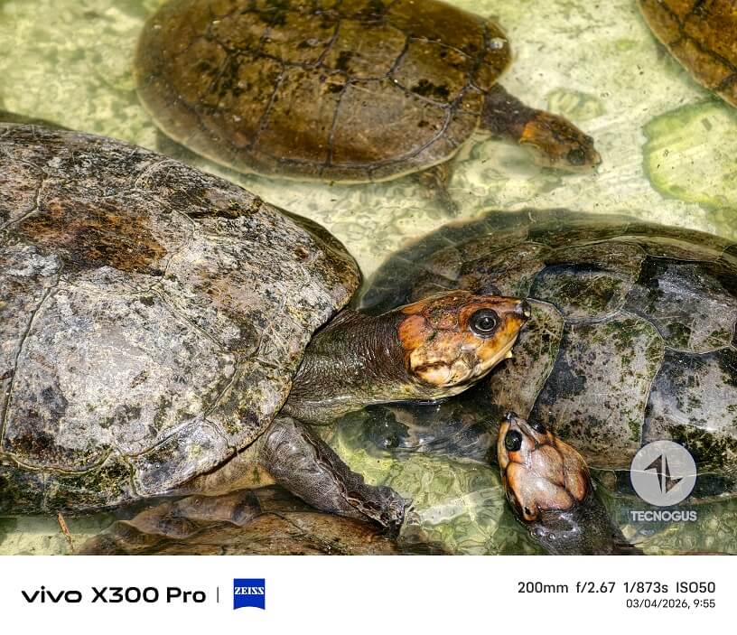 Fotografía tomada con el vivo X300 Pro