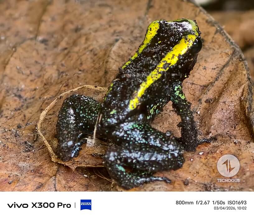 Fotografía tomada con el vivo X300 Pro