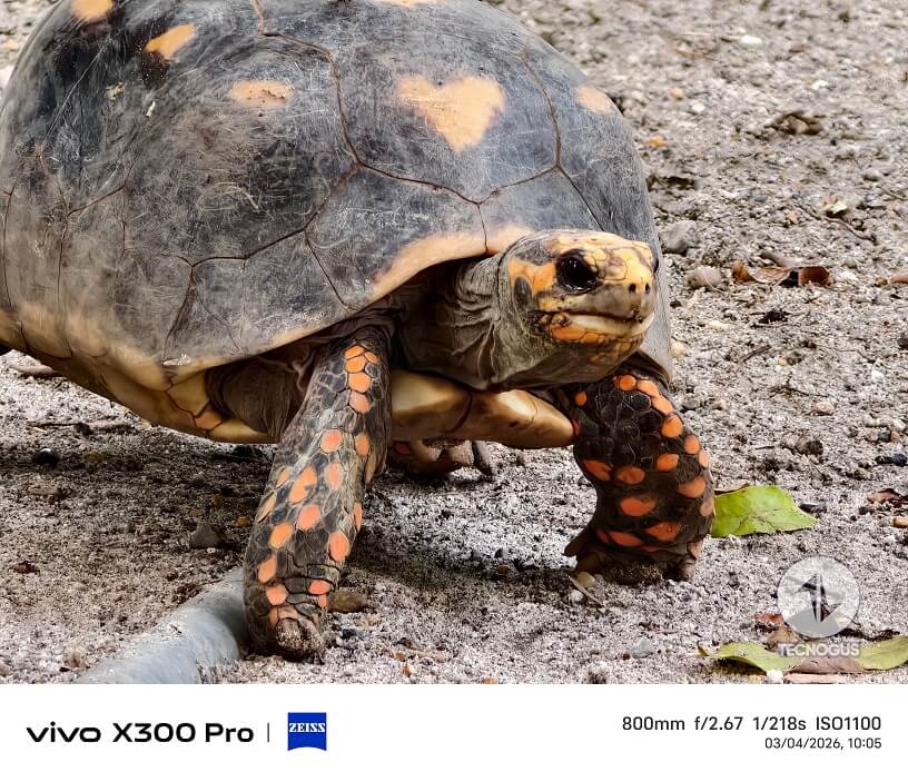 Fotografía tomada con el vivo X300 Pro