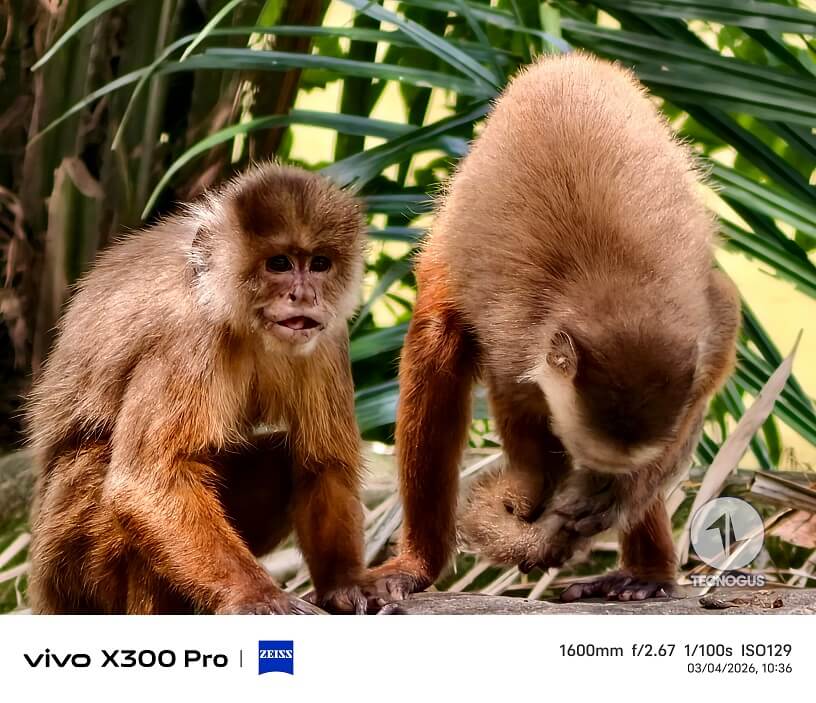 Fotografía tomada con el vivo X300 Pro