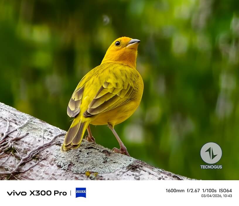 Fotografía tomada con el vivo X300 Pro