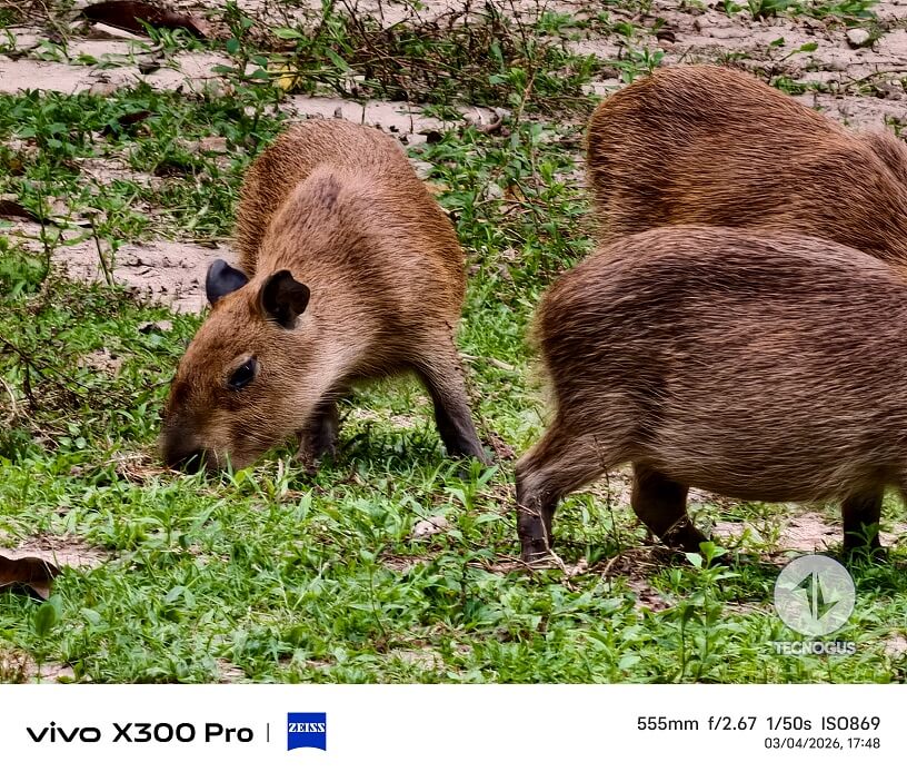 Fotografía tomada con el vivo X300 Pro