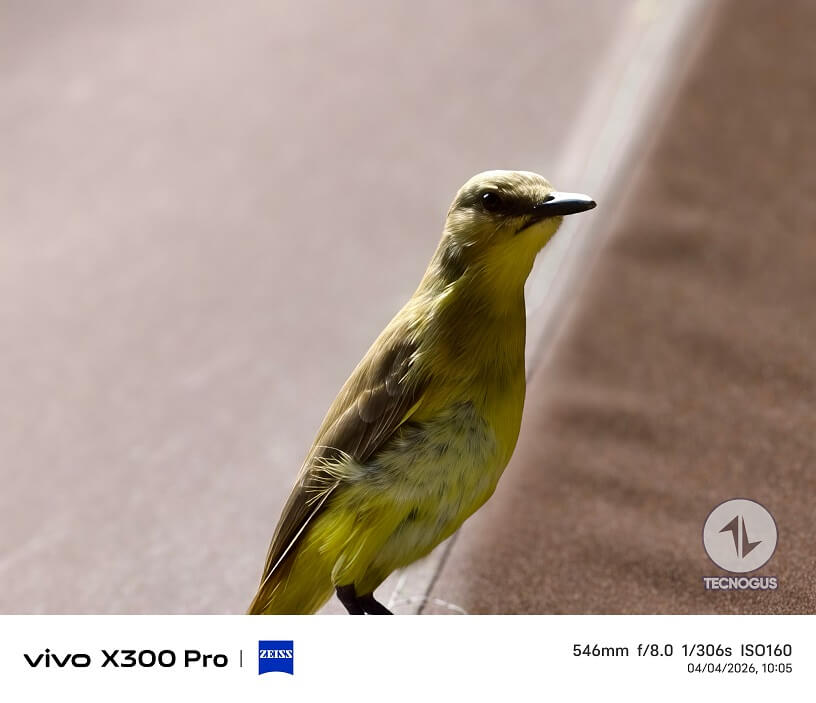 Fotografía tomada con el vivo X300 Pro