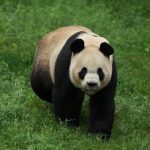 Where Winds Meet anuncia el patrocinio benéfico del panda gigante "Qinchuan"