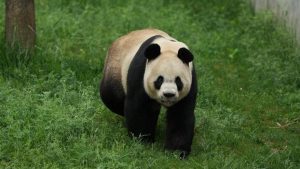 Where Winds Meet anuncia el patrocinio benéfico del panda gigante "Qinchuan"