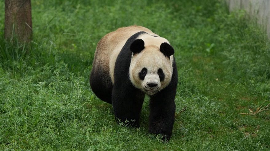 Where Winds Meet anuncia el patrocinio benéfico del panda gigante "Qinchuan"