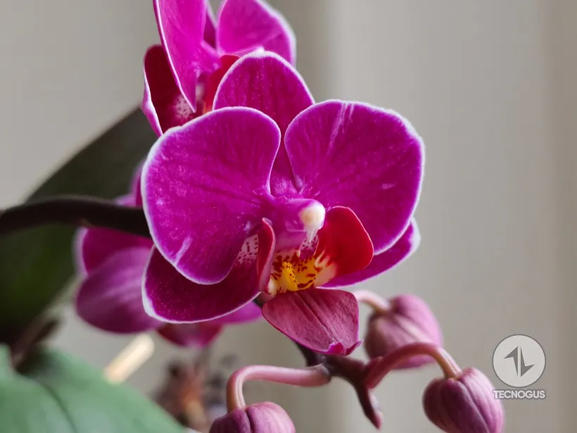 Evaluación fotográfica Xiaomi 17T Pro