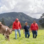 Suplemento marino que disminuye en un 80% las emisiones de metano bovino iniciará pruebas de campo en fincas colombianas