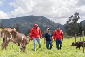 Suplemento marino que disminuye en un 80% las emisiones de metano bovino iniciará pruebas de campo en fincas colombianas
