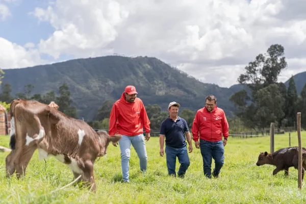 Suplemento marino que disminuye en un 80% las emisiones de metano bovino iniciará pruebas de campo en fincas colombianas